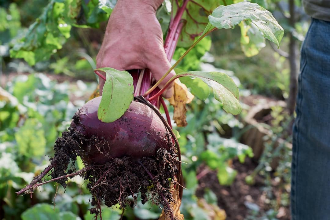 L’alimentation bio : est-elle vraiment la clé d’une vie saine ?