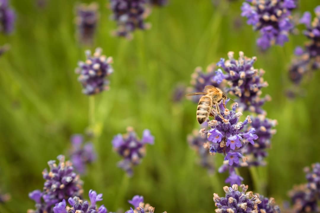 L’aromathérapie : Comment les huiles essentielles peuvent-elles transformer votre bien-être au quotidien ?